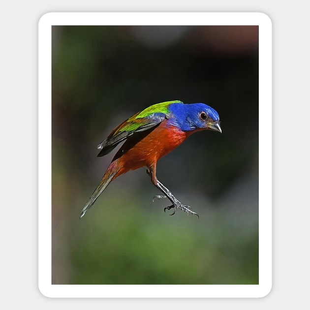 Painted Bunting Bird in Suspension Sticker by candiscamera